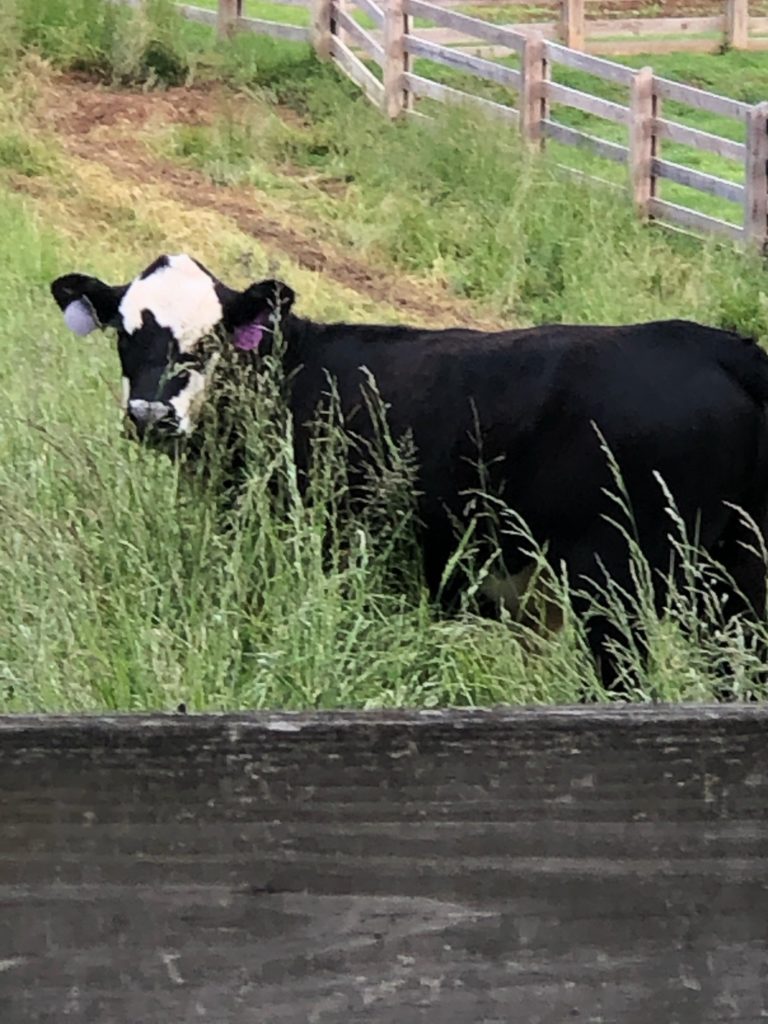 A cow at The Reserve at Leonard Farms lands