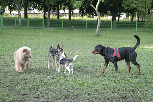 Dog Park Etiquette - Tips to Make Your Dog's Visit to the Dog Park a Success - The Reserve at Leonard Farms